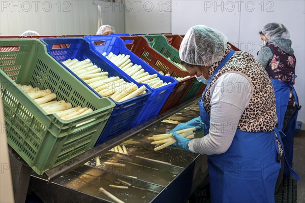 Asparagus farm, white asparagus is washed, cut and sorted by quality after harvesting, near Dormagen, Rhineland, North Rhine-Westphalia, Germany, Europe