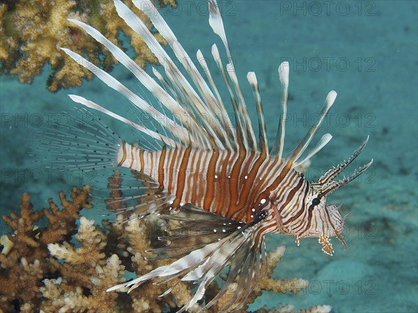 Pacific red lionfish (Pterois volitans), dive site House Reef, Mangrove Bay, El Quesir, Red Sea, Egypt, Africa