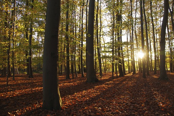 Landscape, Forest, Deciduous tree, Autumn, Atmospheric, Sun, Shadow, The light of the setting sun shines through the tree trunks and the leaves glow on the ground