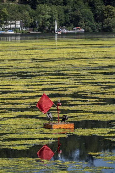 Buoy on the regatta course on Lake Baldeney, cormorant and heron hang out, the area is colonised by a carpet of plants and cannot be used, proliferating aquatic plant Elodea, waterweed, an invasive species, the fast-growing aquatic plant proliferates on large parts of the Ruhr reservoir, increased water temperatures accelerate growth, leisure boat traffic is severely impaired, Essen, North Rhine-Westphalia, Germany, Europe