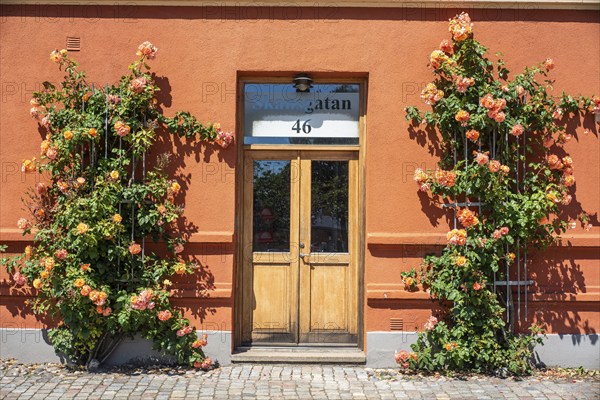 Roses at a gate in a small street in the idyllic downtown of Ystad, Skåne county, Sweden, Scandinavia, Europe