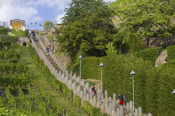 The Spitzhaus staircase is located in the Saxon town of Radebeul. It connects the Hoflößnitz vineyard with the Spitzhaus and the Bismarck Tower. The staircase, including the shell pavilion at the top, is a heritage-protected building, Radebeul Weinhänge, Radebeul, Saxony, Germany, Europe