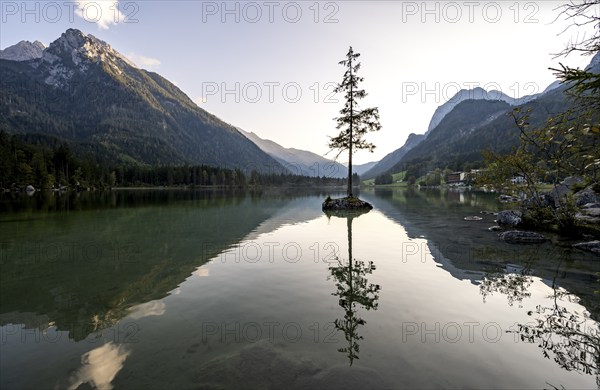 Rocky island with tree in the lake, reflection in Hintersee, at sunset, Berchtesgaden National Park, Ramsau, Upper Bavaria, Bavaria, Germany, Europe