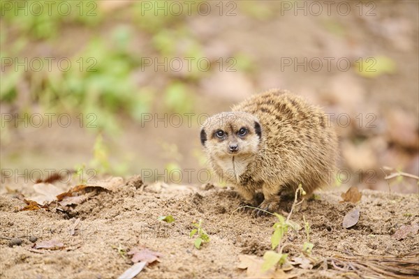 Meerkat (Suricata suricatta) standing on the ground, Bavaria, Germany, Europe