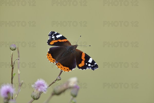 Admiral butterfly (Vanessa atalanta), butterfly sucking nectar from a thistle flower, insect, butterfly, wildlife, HANSAG, Lake Neusiedl, Burgenland, Austria, Europe