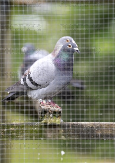 Carrier pigeons, in a pigeon loft, pigeon fancier, Mülheim, North Rhine-Westphalia, Germany, Europe