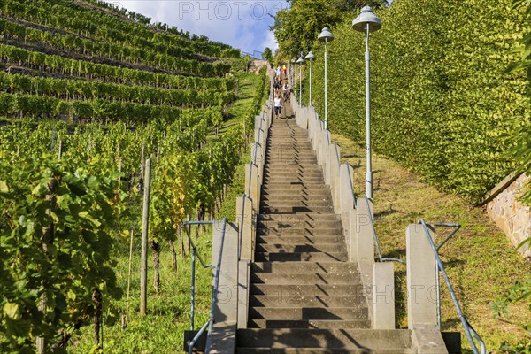 The Spitzhaus staircase is located in the Saxon town of Radebeul. It connects the Hoflößnitz vineyard with the Spitzhaus and the Bismarck Tower. The staircase, including the shell pavilion at the top, is a heritage-protected building, Radebeul Weinhänge, Radebeul, Saxony, Germany, Europe