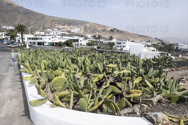 Cactus pear (Opuntia ficus-indica), Lanzarote, Canary Islands, Spain, Europe