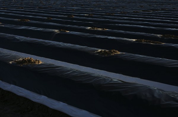 Black films prevent purple and green asparagus heads, control start of harvest, asparagus field, Stuttgart, Baden-Württemberg, Germany, Europe