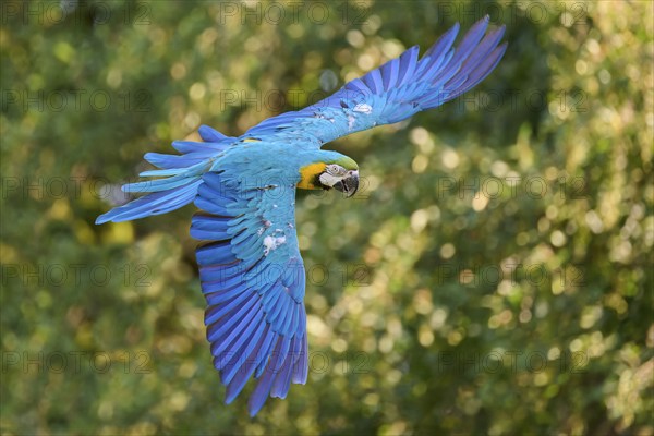 Blue and yellow macaw (Ara ararauna) in flight, captive, Lower Saxony, Germany, Europe