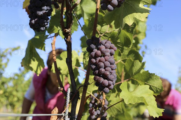 Grape grape harvest: Hand-picking of Pinot Gris grapes in the Palatinate (Norbert Groß winery, Meckenheim)