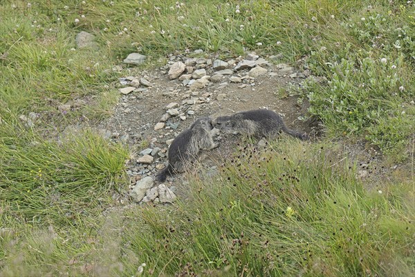 Marmot (Marmota), Grossglockner High Alpine Road, Salzburger Land, Austria, Europe