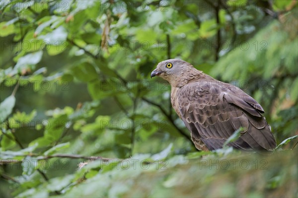 European honey buzzard (Pernis apivorus), Bavaria, Germany, Europe