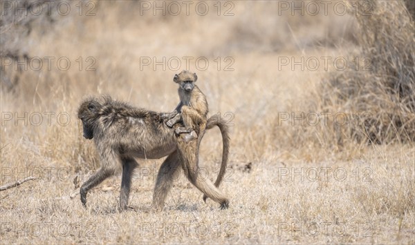 Chacma baboons (Papio ursinus), young sitting on the mother's back, foraging in dry grass, Kruger National Park, South Africa, Africa