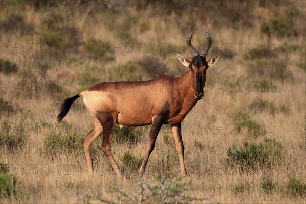 Red hartebeest (Alcelaphus buselaphus caama), kaama, adult, male, feeding, alert, Mountain Zebra National Park, Eastern Cape, South Africa, Africa