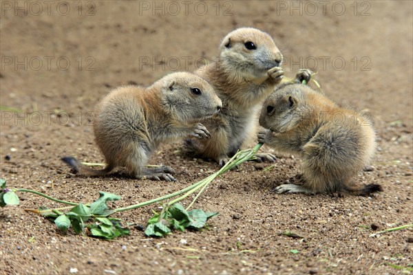 Black-tailed prairie dog (Cynomys ludovicianus), three young animals eating, siblings, North America