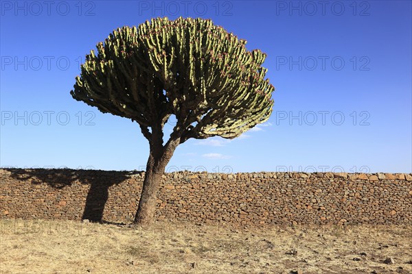 Ruins of the Palace of the Queen of Sheba near Axum, Aksum, Dongur Palace, Euphorbia candelabrum, Euphorbia tree, spurge, Ethiopia, Africa