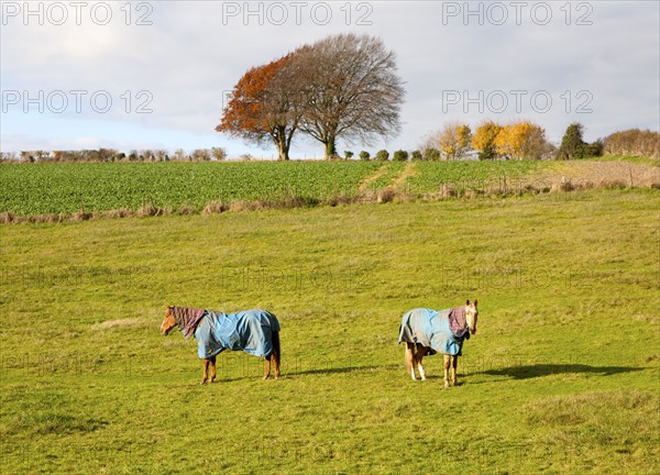 Two horse wearing winter coats standing in a fielding autumn, near East Kennett, Wiltshire, England, UK