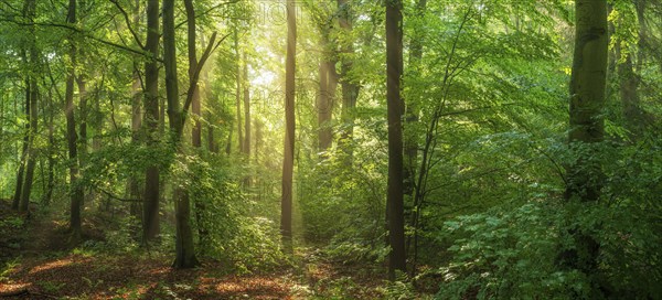 Natural green beech forest in the morning light, the sun shines through the morning mist, Ziegeroda Forest, Saxony-Anhalt, Germany, Europe