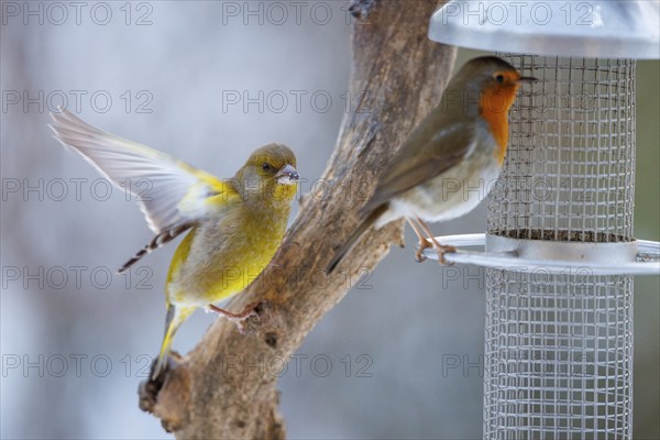 European greenfinch (Chloris chloris), Germany, Europe