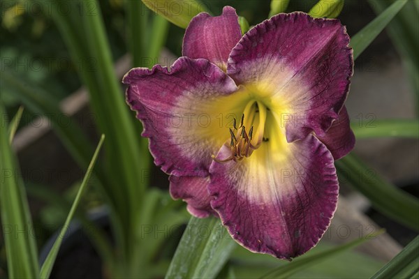 Flower of a daylily (Hemerocallis), Bavaria, Germany, Europe