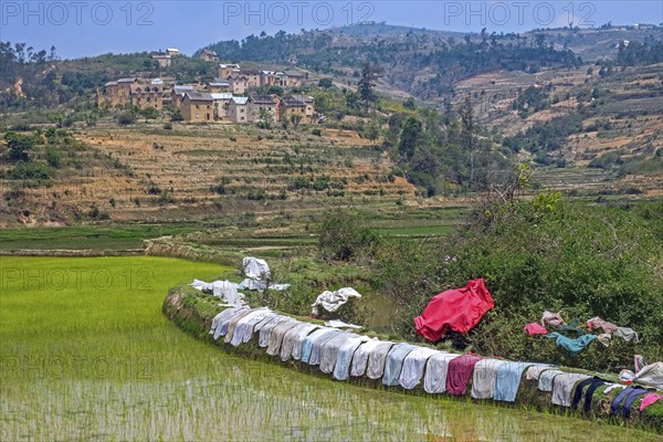 Laundry drying on dike of terraced rice field in Betsileo rural village in the Ambositra District, Amoron'i Mania Region, Central Madagascar