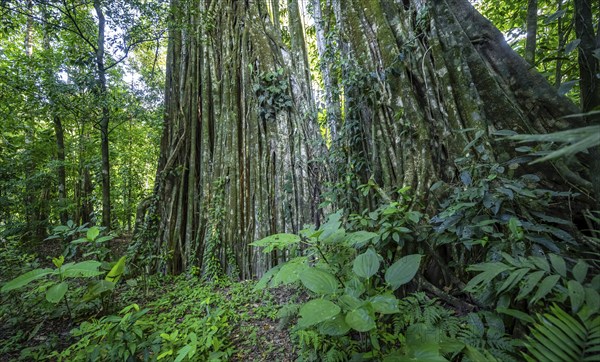 Giant strangler fig (Ficus americana), in the rainforest, Corcovado National Park, Osa, Puntarena Province, Costa Rica, Central America