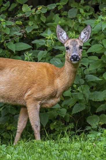 European roe deer (Capreolus capreolus) female, doe close-up portrait in meadow in front of stinging nettles at forest edge in summer