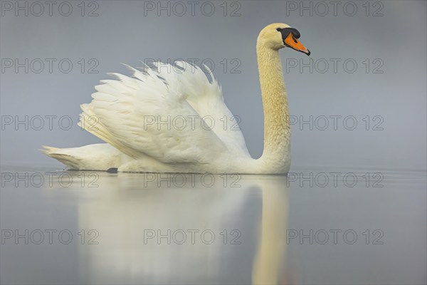 Mute swan, (Cygnus olor), romantic morning mood, Wagbachniederung, Wagh‰usl, Baden-Württemberg, Germany, Europe