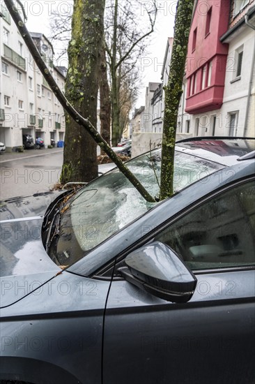 North Rhine-Westphalia, Germany, storm damage, a good 4 metre long branch was broken off by the storm during storm Zoltan and smashed through the windscreen of a parked vehicle, Essen, Europe