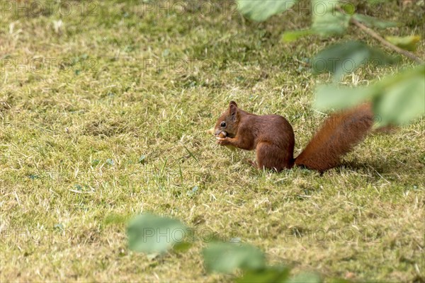 Eurasian squirrel (Sciurus vulgaris) eating a hazelnut, hazel (Corylus avellana), in a meadow under hazel bush, hazelnut bush, Nidda, Wetterau, Hesse, Germany, Europe