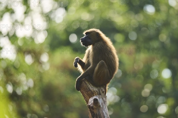 Guinea baboon (Papio papio) sitting on a tree, Bavaria, Germany Europe