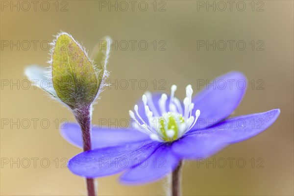 Three-lobed liverwort (Hepatica nobilis), Ranunculaceae, Fridingen, Upper Danube nature park Park, Baden-Württemberg, Germany, Europe