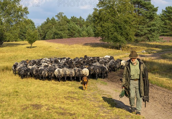 Heidschnucken herd, in the Höpener Heide, Schneverdingen, heather blossom of the broom heather, in the Lüneburg Heath nature reserve, Lower Saxony, Germany, Europe