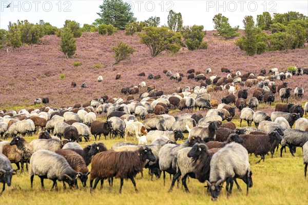 Heidschnucken herd, in the Lüneburg Heath, near Niederhaverbeck, heather blossom of the broom heather, in the Lüneburg Heath nature reserve, Lower Saxony, Germany, Europe