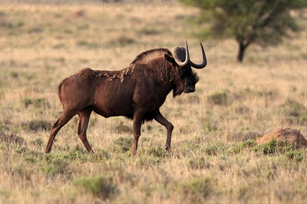 White-tailed wildebeest (Connochaetes gnou), adult, running, Mountain Zebra National Park, Eastern Cape, South Africa, Africa