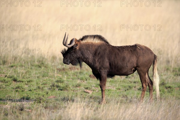 White-tailed wildebeest (Connochaetes gnou), adult, alert, Mountain Zebra National Park, Eastern Cape, South Africa, Africa