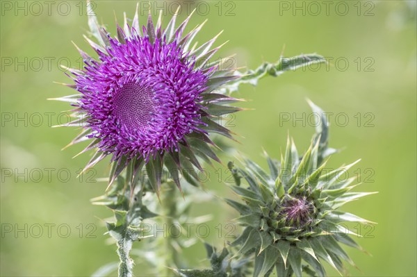 Musk Thistle (Carduus nutans), Mecklenburg-Western Pomerania, Germany, Europe