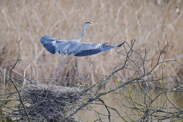 Grey heron (Ardea cinerea) at the nest, Lower Saxony, Germany, Europe