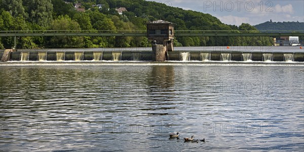 Nile goose family (Alopochen aegyptiaca) at the weir of the Stiftsmühle run-of-river power station, Herdecke, North Rhine-Westphalia, Germany, Europe