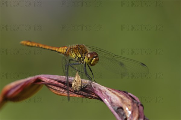 Common darter dragonfly (Sympetrum striolatum) adult female insect resting on a garden lily flower, Suffolk, England, United Kingdom, Europe