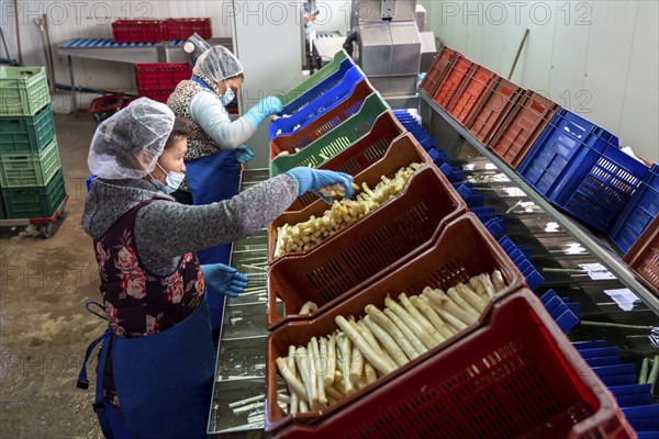 Asparagus farm, white asparagus is washed, cut and sorted by quality after harvesting, near Dormagen, Rhineland, North Rhine-Westphalia, Germany, Europe