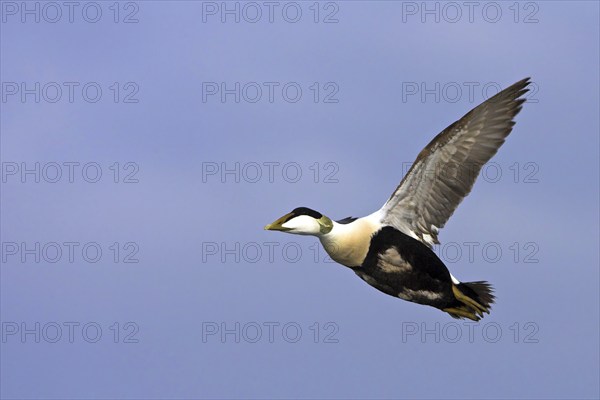 Common eider (Somateria mollissima), Heligoland, Westerhever, Schleswig-Holstein, Federal Republic of Germany