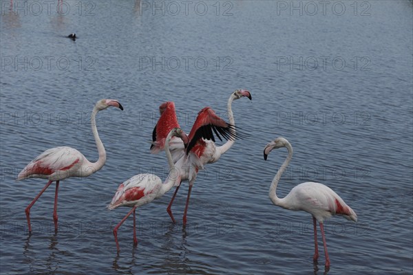 Flamingos in the Carmague, Bouches-du-Rhône, France, Europe