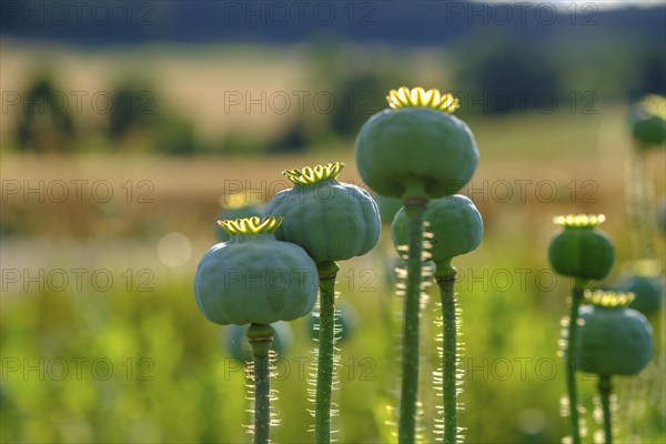 Poppy, (Papaver somniferum), poppy capsule, poppy field, Waldviertel grey poppy, poppy village Armschlag, Waldviertel, Lower Austria, Austria, Europe