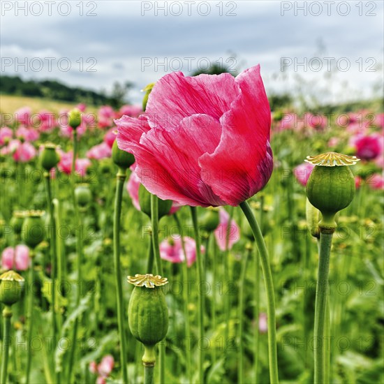 Opium poppy (Papaver somniferum), cultivation of edible poppy, poppy field, pink flowers and seed capsules, Germerode, Meißner, Geo-nature park Park Frau-Holle-Land, Hesse, Germany, Europe