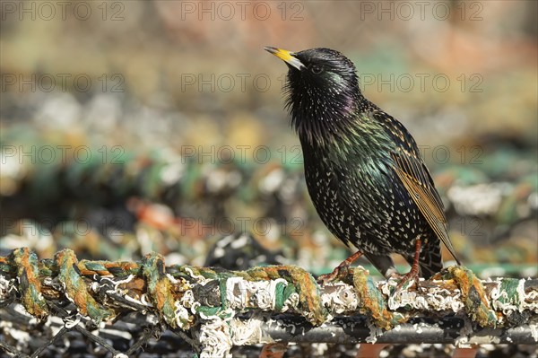 Common starling (Sturnus vulgaris) adult bird singing on a lobster fishing pot in a urban harbour, Dorset, England, United Kingdom, Europe