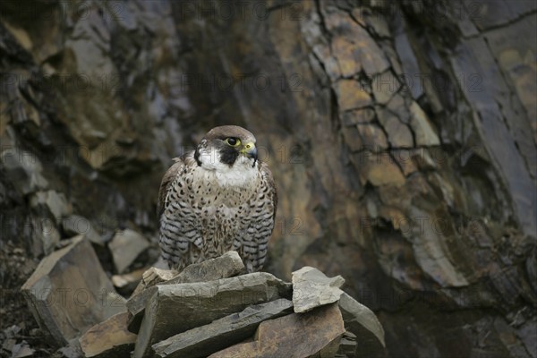 Peregrine (Falco peregrinus) falcon adult bird perched on a rock in a quarry, England, United Kingdom, Europe