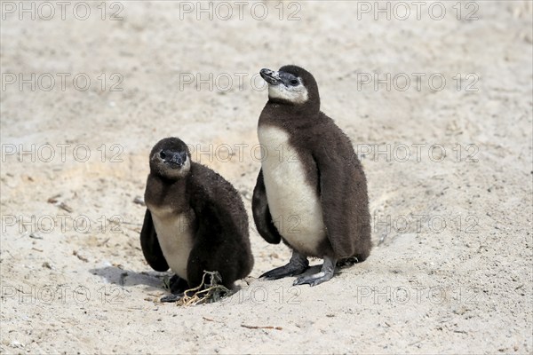 African penguin (Spheniscus demersus), two juveniles, Boulders Beach, Simonstown, Western Cape, South Africa, Africa