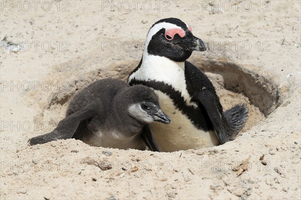 African penguin (Spheniscus demersus), adult with young, at the nest, Boulders Beach, Simonstown, Western Cape, South Africa, Africa